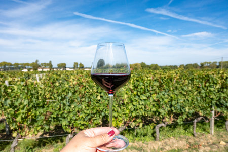 Tasting of red Bordeaux wine, Merlot or Cabernet Sauvignon red wine grapes on cru class vineyards in Pomerol, Saint-Emilion wine making region, France, Bordeauxの写真素材