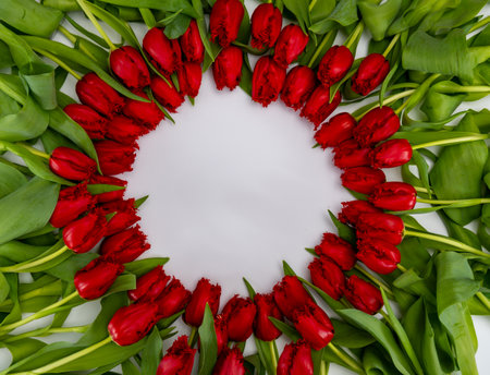 Colorful one red tulip on white background copy space top view, celebration card, home decoration, red spring flowersの写真素材