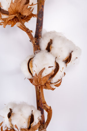 Home decoration, dried branch with bolls of cotton plant, source of natural fiber kitchen and bed textile on white background copy spaceの写真素材