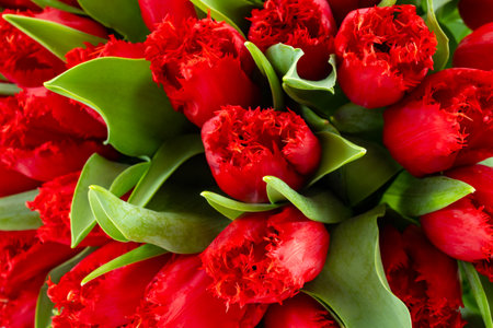 Colorful one red tulip on white background copy space top view, celebration card, home decoration, red spring flowersの写真素材