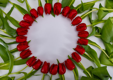 Colorful one red tulip on white background copy space top view, celebration card, home decoration, red spring flowersの写真素材