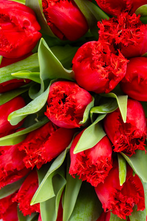 Colorful one red tulip on white background copy space top view, celebration card, home decoration, red spring flowersの写真素材