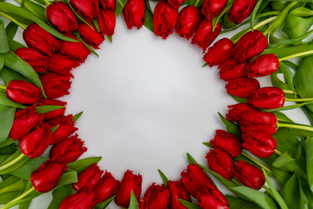 Colorful one red tulip on white background copy space top view, celebration card, home decoration, red spring flowersの写真素材