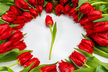 Colorful one red tulip on white background copy space top view, celebration card, home decoration, red spring flowersの写真素材