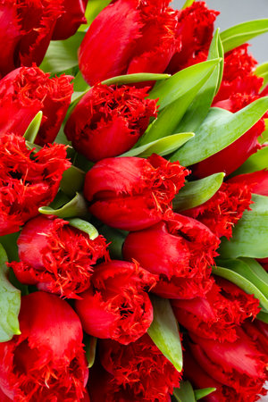 Colorful one red tulip on white background copy space top view, celebration card, home decoration, red spring flowersの写真素材