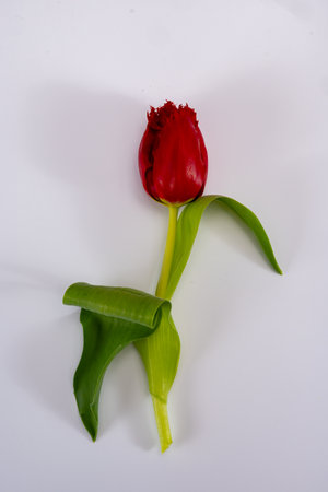 Colorful one red tulip on white background copy space top view, celebration card, decoration or wallpaper conceptの写真素材