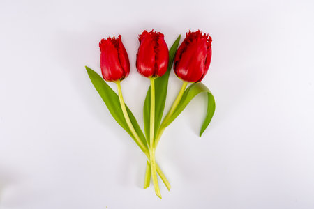 Colorful spring red tulips on white background copy space top view, celebration card, decoration or wallpaper conceptの写真素材