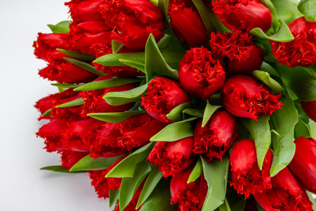 Colorful one red tulip on white background copy space top view, celebration card, home decoration, red spring flowersの写真素材