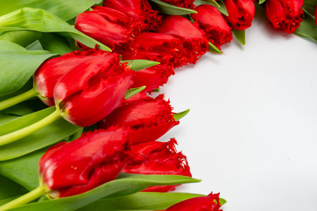 Colorful one red tulip on white background copy space top view, celebration card, home decoration, red spring flowersの写真素材