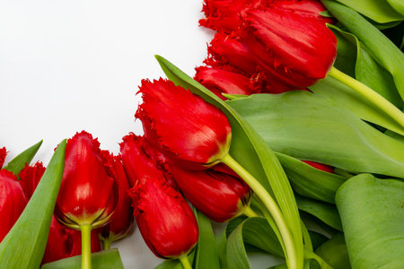 Colorful one red tulip on white background copy space top view, celebration card, home decoration, red spring flowersの写真素材