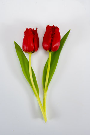 Colorful spring red tulips on white background copy space top view, celebration card, decoration or wallpaper conceptの写真素材