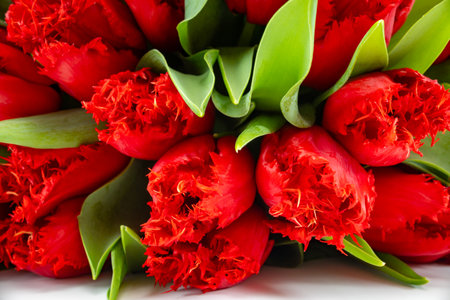 Colorful one red tulip on white background copy space top view, celebration card, home decoration, red spring flowersの写真素材