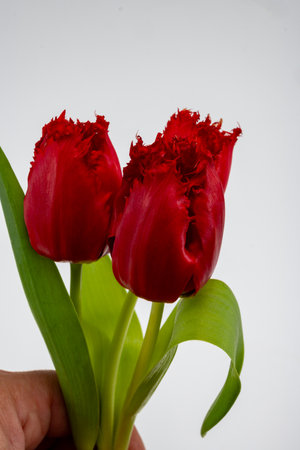 Colorful spring red tulips on white background copy space top view, celebration card, decoration or wallpaper conceptの写真素材