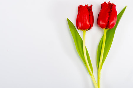 Colorful spring red tulips on white background copy space top view, celebration card, decoration or wallpaper conceptの写真素材