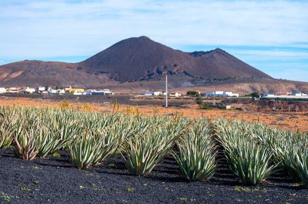 Aloe vera plantation, cultivation of healthy plants used for medicine, cosmetics, skin care, decoration, Fuerteventura, Canary Islands, Spainの写真素材