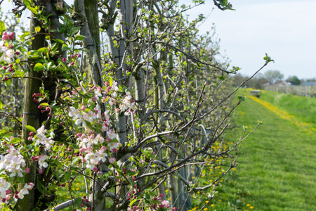 Pink blossom of apple fruit trees in springtime in farm orchards in sunny day, Betuwe, agriculture in Netherlandsの写真素材