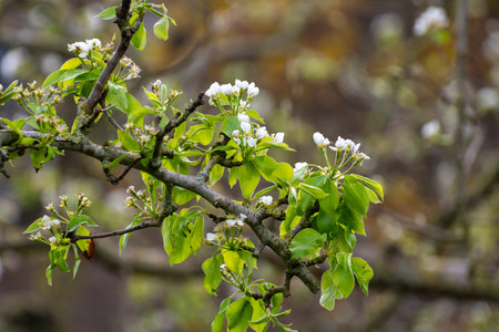 Organic farming in Netherlands, rows of white blossoming pear trees on fruit orchards in Zeelandの写真素材