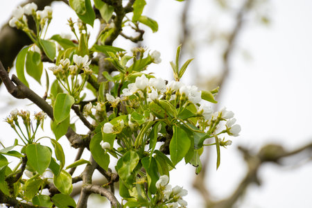 Organic farming in Netherlands, rows of white blossoming pear trees on fruit orchards in Zeelandの写真素材