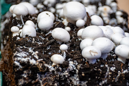 Growing of white mushrooms mushrooms, mycelium grow from compost into casing on organic farm in Netherlands, food industry in Europe, close upの写真素材