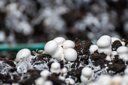 Growing of white mushrooms mushrooms, mycelium grow from compost into casing on organic farm in Netherlands, food industry in Europe, close upの写真素材