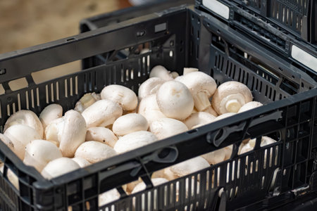 Cultivation of fresh white mushrooms mushrooms on organic farm in Netherlands, food industry in Europe, plastic boxes with mushrooms ready to saleの写真素材