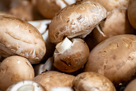 Cultivation of fresh brown mushrooms mushrooms on organic farm in Netherlands, food industry in Europe, plastic boxes with mushrooms ready to saleの写真素材