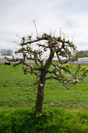 Rural Dutch landscape with green pasture, pear tree in blossom and farm in Gelderland, springtime