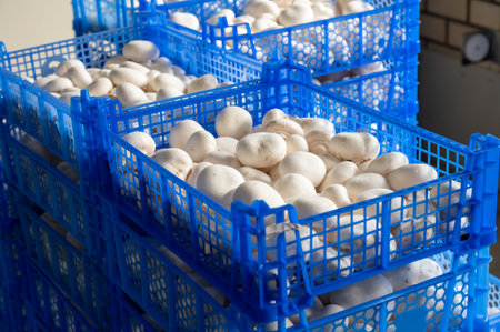 Cultivation of fresh white mushrooms mushrooms on organic farm in Netherlands, food industry in Europe, plastic boxes with mushrooms ready to saleの写真素材