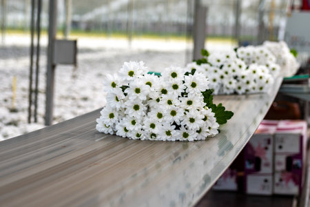 White Chrysanthemum flowers growth in huge Dutch greenhouse, fresh flowers for shops and auctions world wide delivery, package beltの写真素材