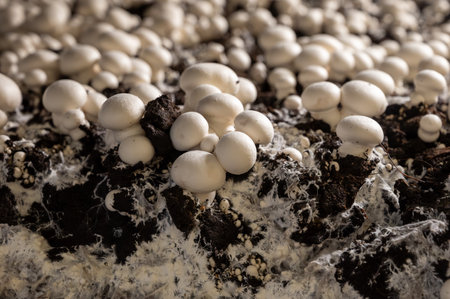 Growing of white mushrooms mushrooms, mycelium grow from compost into casing on organic farm in Netherlands, food industry in Europe, close upの写真素材