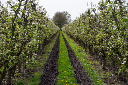 Organic farming in Netherlands, rows of white blossoming conference pear trees on fruit orchards in Betuwe, Gelderlandの写真素材
