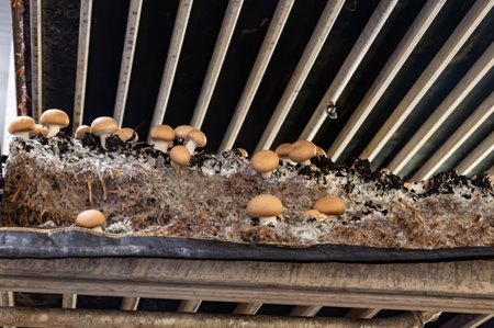 Growing of brown mushrooms mushrooms, mycelium grow from compost into casing on organic farm in Netherlands, food industry in Europe, close upの写真素材