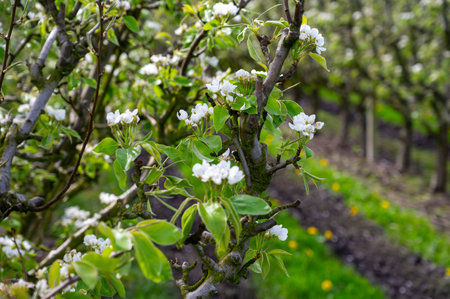 Organic farming in Netherlands, rows of white blossoming conference pear trees on fruit orchards in Betuwe, Gelderlandの写真素材