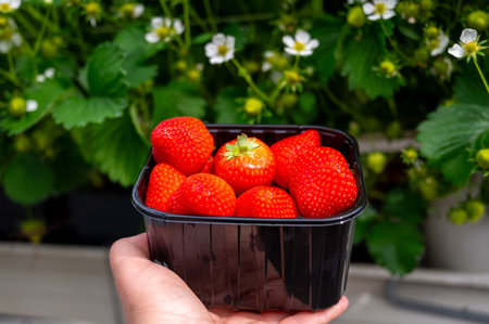 Dutch glass greenhouse, hand with new harvest of ripe red sweet strawberries in box, cultivation of strawberries, rows with young growing strawberries plantsの写真素材