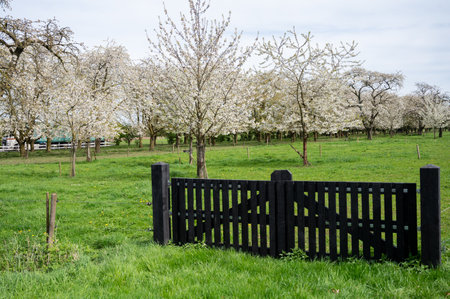 Spring blossom of cherry trees in orchard, fruit region Haspengouw in Betuwe, Netherlands, nature landscapeの写真素材