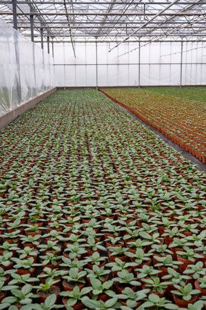 Young plants of blue borage starflowers in Dutch greenhouse, cultivation of edible plants and flowers, decoration for exclusive dishes in premium gourmet restaurantsの写真素材