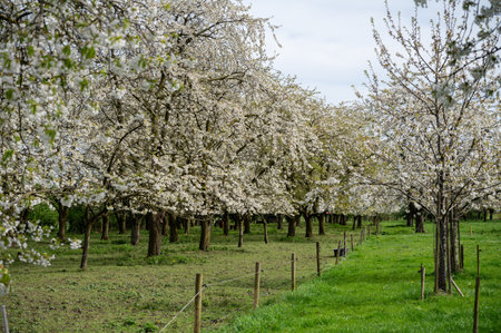 Spring blossom of cherry trees in orchard, fruit region Haspengouw in Betuwe, Netherlands, nature landscapeの写真素材