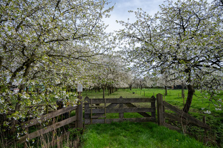 Spring blossom of cherry trees in orchard, fruit region Haspengouw in Betuwe, Netherlands, nature landscapeの写真素材
