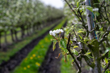 Organic farming in Netherlands, rows of white blossoming conference pear trees on fruit orchards in Betuwe, Gelderlandの写真素材