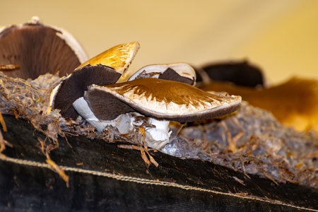 Growing of brown mushrooms mushrooms, mycelium grow from compost into casing on organic farm in Netherlands, food industry in Europe, close upの写真素材