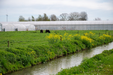 Rural Dutch landscape with green pasture, pear tree in blossom and farm in Gelderland, springtimeの写真素材