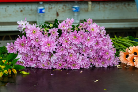 Package line of Chrysanthemum flowers in Dutch greenhouse, boxing, making bouquets for shops and auctions world wide delivery, package belt, flowers from Netherlandsの写真素材