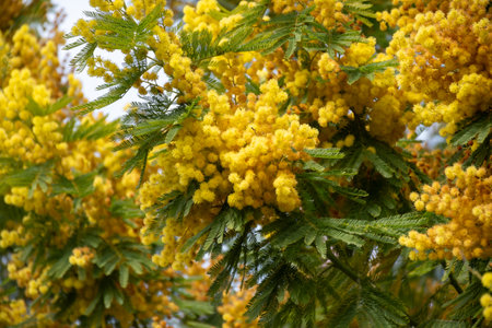Spring blossom of acacia dealbata, silver wattle, blue wattle or mimosa, species of flowering plant in legume family Fabaceaeの写真素材