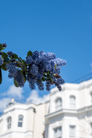 Blue flowers of eltleaf ceanothus, island ceanothus, or sland mountain lilac flowering tree in London's garden, UK in springの写真素材