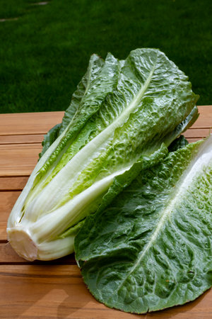 Green romaine cos lettuce source of vitamins, ready to eat and green grassの写真素材