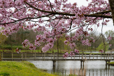 Spring blossom of pink sakura cherry tree in Japan, pink petals fall on water of pond, reflection on mill, wooden bridge on backgroundの写真素材