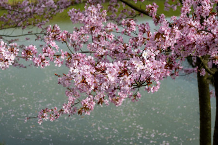 Spring blossom of pink sakura cherry tree in Japan, pink petals fall on water of pond, reflection on millの写真素材
