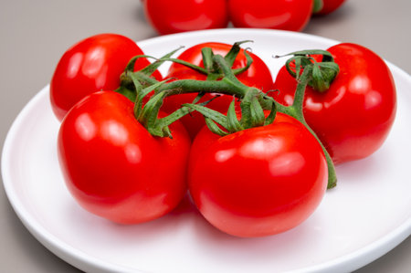 Red ripe tasty Dutch tomatoes growing indoor in greenhouse all seasons, food industry in Netherlands, close upの写真素材