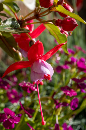 Colorful flowers of fuchsia magellanica flowers in spring garden after rain close upの写真素材