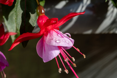 Colorful flowers of fuchsia magellanica flowers in spring garden after rain close upの写真素材